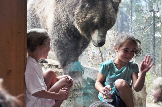 the grizzly bear